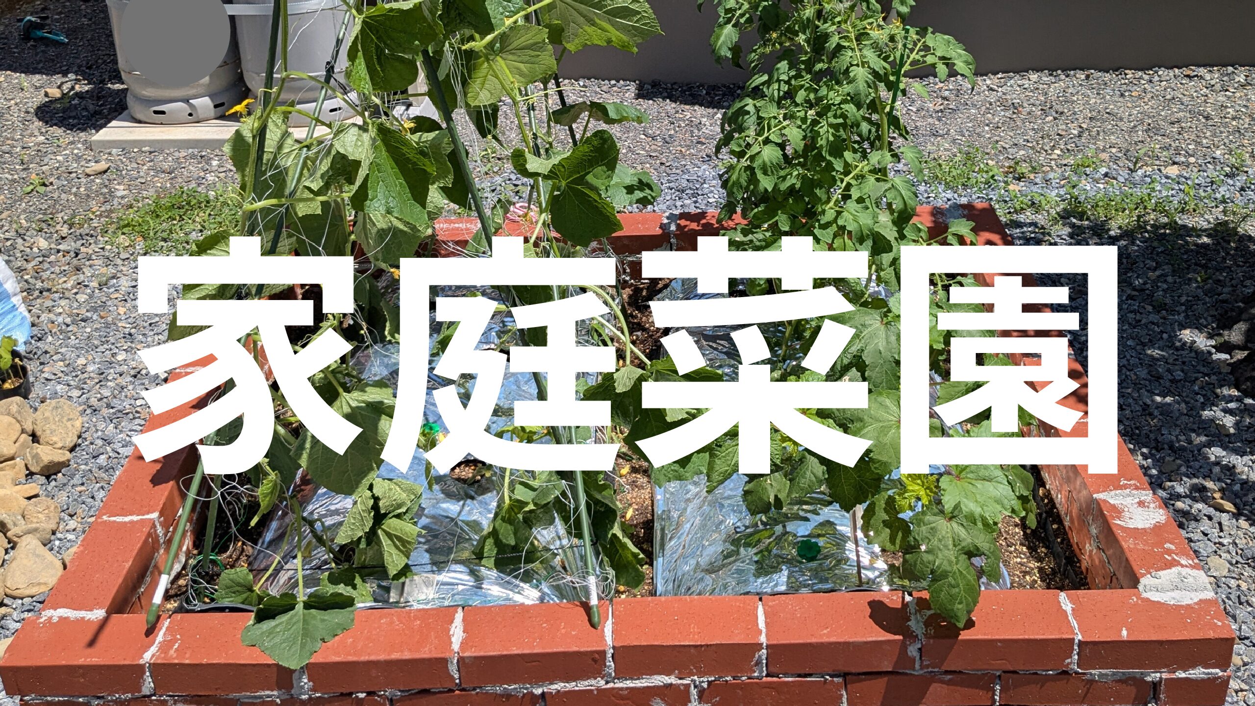 家庭菜園